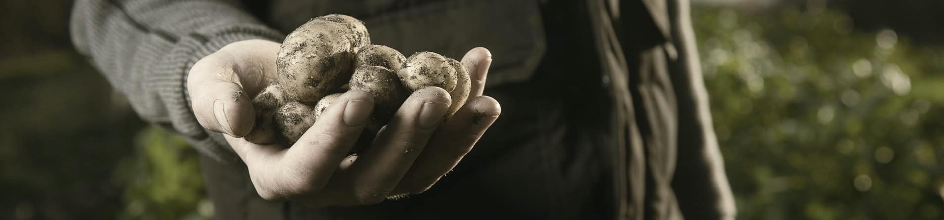 pommes de terre