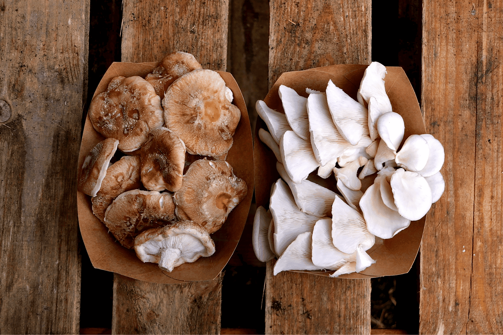 champignons