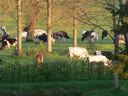 Vaches de la ferme d’Alain et Michel (source : Facebook Dégustonfoin)