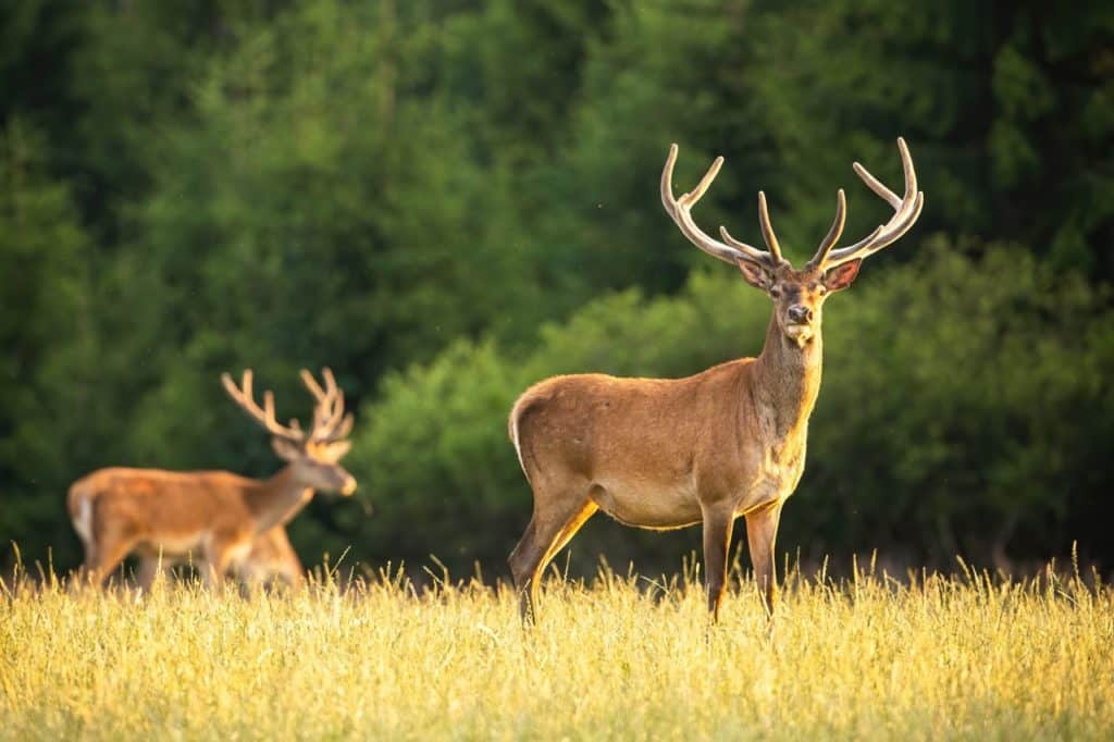 cerf