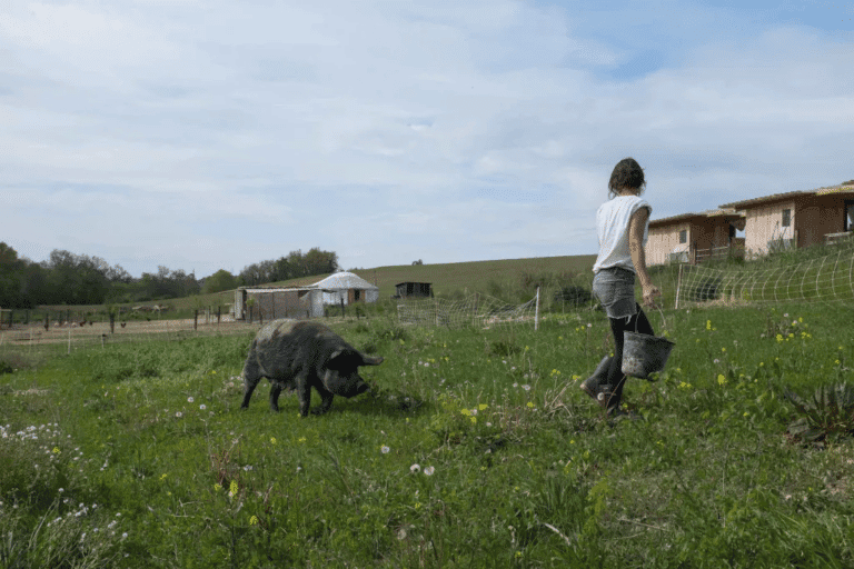 cochon noir élevé à la ferme