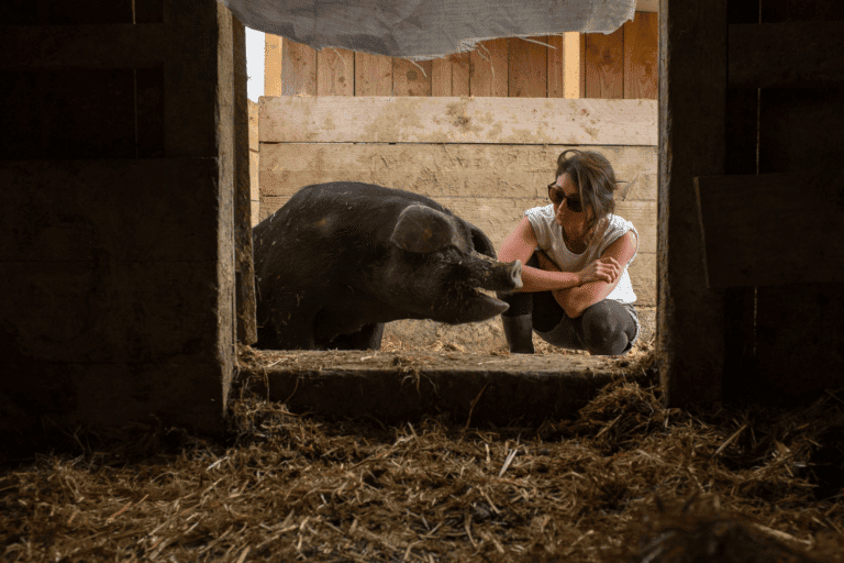 cochon noir élevé à la ferme