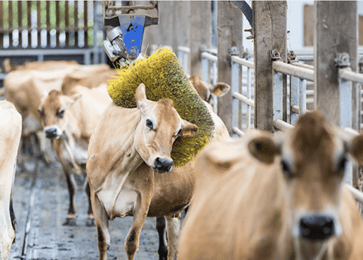 Séance de massage pour les vaches de la Haute Folie