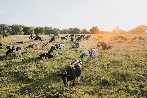 vaches