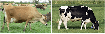 Jersiaise à gauche et Prim’Holstein à droite