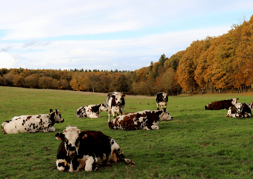 vaches bocage