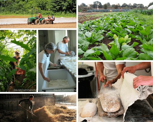 producteurs locaux