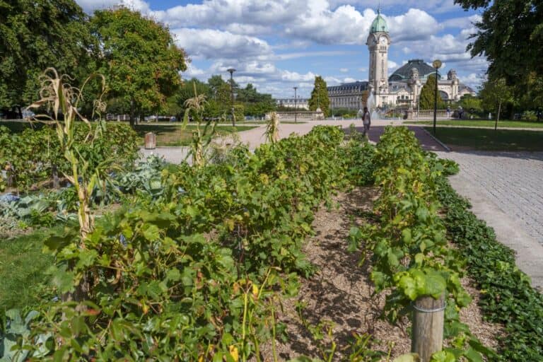 Vignes au Champ de Juillet, non loin de la gare des Bénédictins. Source : Ville de Limoges