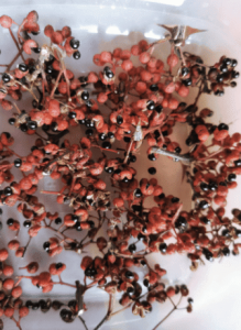 Poivre de Sichuan (© Forêt de Higas)