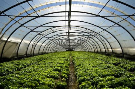 Salades sous serre