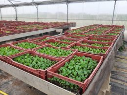 La ferme de l’Envol légumes La ferme de l'Envol légumes