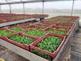 La ferme de l'Envol légumes