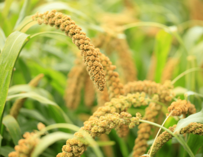 Photo de millet Photo de millet