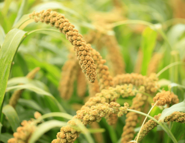 Photo de millet
