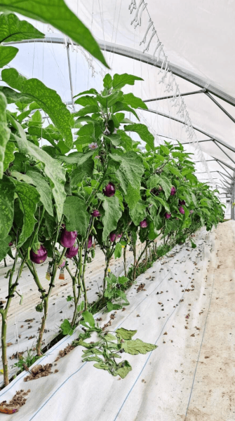 Plantations cultive