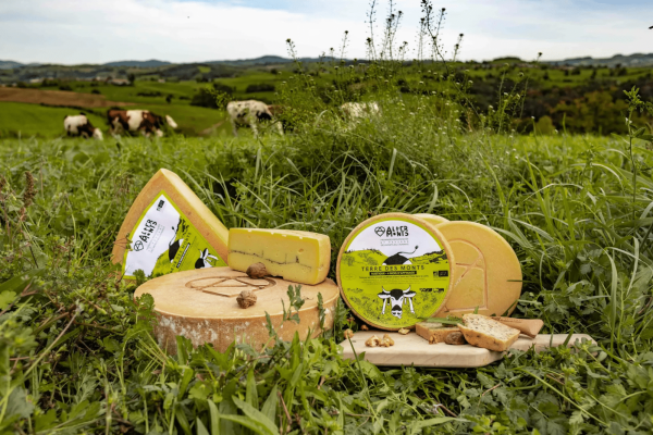 Les 4 types de fromages Altermonts (Source : Altermonts)