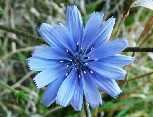 Fleur de Chicorée (source : Wikipedia)