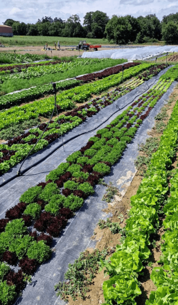 plantations cultive 2