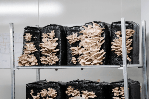 sacs à champignons sacs à champignons